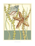 Shell Season I