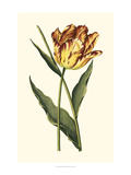 Vintage Tulips I
