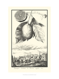 Crackled Lemon of Scorza