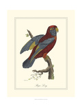 Raja Lory