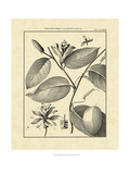 Vintage Botanical Study III