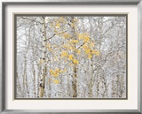 Fall Birch