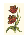 Vintage Tulips V