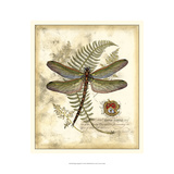 Regal Dragonfly I