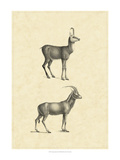 Vintage Antelope