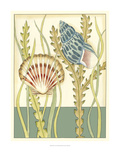 Shell Season IV