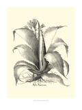 B&W Besler Aloe Americana