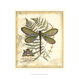 Regal Dragonfly II