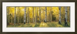 Aspen Trees in Coconino National Forest  Arizona  USA