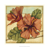 Peacock Hibiscus II