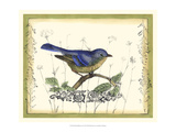 Bird and Wildflowers II