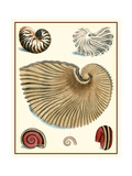 Studies in Symmetry II