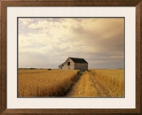 Old Barn in Maturing Spring Wheat Field  Tiger Hills  Manitoba  Canada
