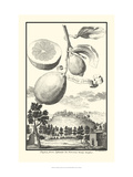 Crackled Cucumber Lemon