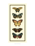Butterfly Collector V