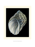 Treasures of the Sea III