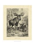 Vintage Moose or Elk