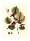 Buchoz Leaves II