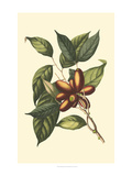 Flourishing Foliage II