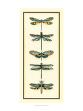 Dragonfly Collector II