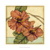 Peacock Hibiscus I