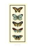 Butterfly Collector VI