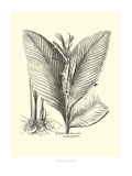 B&W Besler Canna