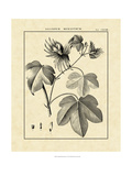 Vintage Botanical Study IV
