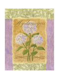 Sweet Hydrangea