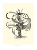 Crackled B&W Besler Aloe