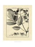 Vintage Botanical Study V