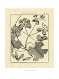 Vintage Botanical Study II