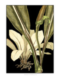 Tranquil Tropical Leaves V