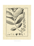 Vintage Botanical Study VI