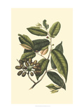 Crackled Flourishing Foliage III