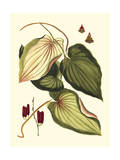 Buchoz Leaves III