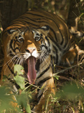 Bengal Tiger  Madhya Pradesh  Bandhavgarh  India
