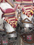 Draft Horses at the Stuttgart Beer Festival  Cannstatter Wasen  Stuttgart  Germany
