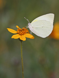 Lyside Sulphur Nectaring  Texas  USA