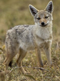 Golden Jackal  Ngorongoro Crater  Serengeti National Park  Tanzania