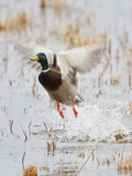 Mallard Flying  New Mexico  USA