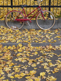 Red Bicycle Rests Against a Fence Amidst Yellow Fallen Leaves  Oregon  USA