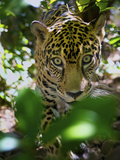 Jaguar (Panthera Onca)  Central America Jaguar (Panthera Onca) Linnaeus  Costa Rica