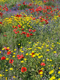 Blossom in a Field  Siena Province  Tuscany  Italy