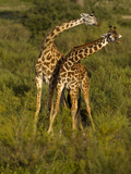 Maasai Giraffe  Ndutu  Serengeti National Park  Tanzania