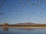 Snow Geese in Flight  New Mexico  USA