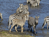 Zebra  Ndutu Forest  Serengeti National Park  Tanzania