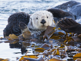 Sea Otter  San Luis Obispo County  California  USA