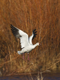 Snow Geese in Flight  New Mexico  USA