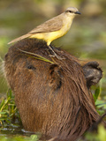 Cattle Tyrant and Capybara  Pantanal  Brazil